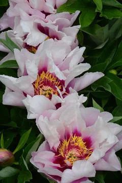 Three peonies Stock Photos