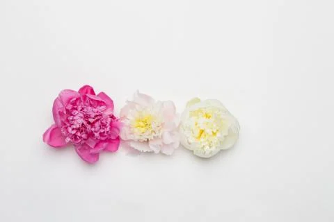 Three peonies on a white background. Flat lay Stock Photos