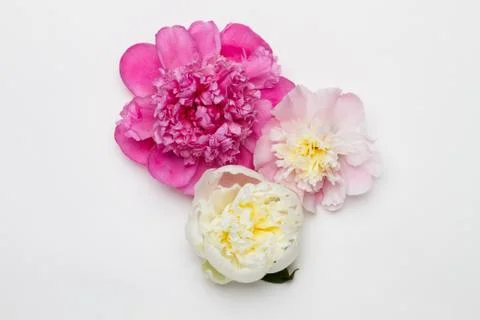 Three peonies on a white background. Flat lay Stock Photos