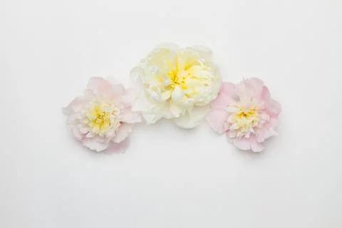 Three peonies on a white background. Flat lay Stock Photos
