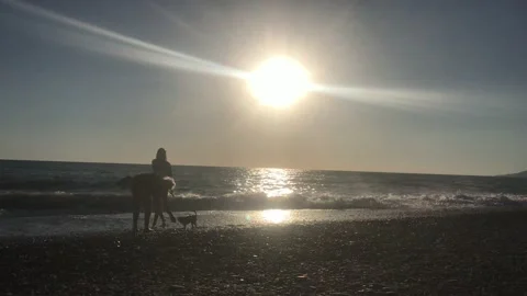 Three People with a Dog / Surf / Sunset Stock Footage 200157331