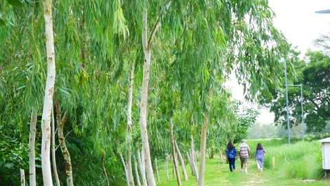 THREE PEOPLE TAKING A WALK IN A PARK Stock Footage 94604198