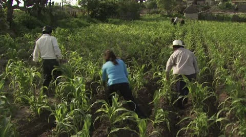 Three People Tending to a Corn Field Stock-Footage 19316137