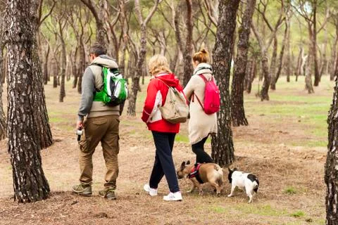Three people on their backs, taking a walk with 2 dogs in a pine forest Stock Photos