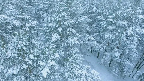 Three people walk along the forest edge in winter, among tall snowy trees and Stock Footage 73718697