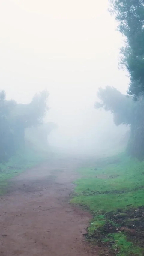 Three people walking out of a mysterious foggy forest trail Stock Footage 334444633