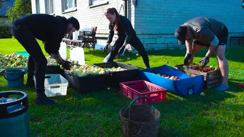 Three people washing apples and doing work in a sunny garden in slow Stock Footage 288434851