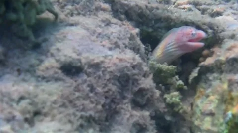 Three Peppered Moray Eels Hiding in Coral Reef Crevices Video stock 344395730