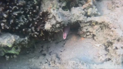 Three Peppered Moray Eels Hiding in Coral Reef Crevices Vídeos de archivo 344395804