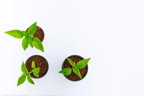 Three peppers in peat cups on a white background. Top view. Stock Photos