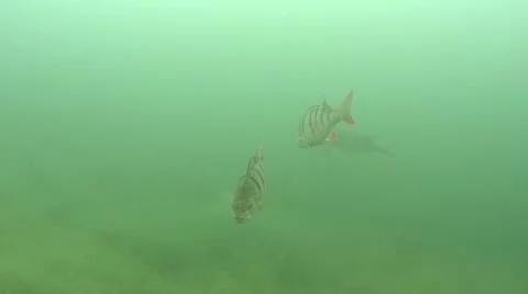 Three perch Stock Footage 53305608