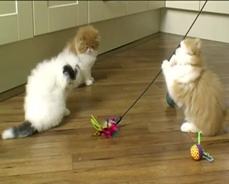 Three Persian kittens playing indoors Video stock 8957323
