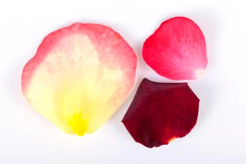 Three petals of different roses isolated on white Stock Photos