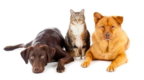 Three pets together Stock Photos