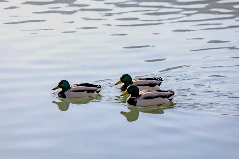 The three Stock Photos
