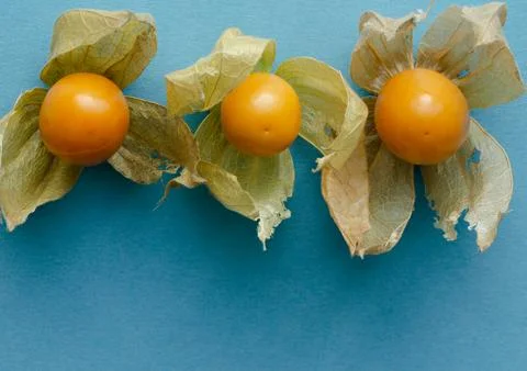 Three Physalis fruits with open shells in a row on blue background. Copy spac Stock Photos