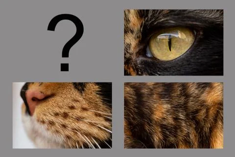Three-piece puzzle three-colored cat, eye, close-up, question, concept Stock Photos
