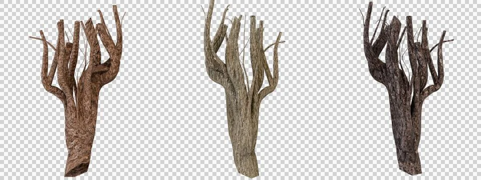 Three-piece set of gnarled, leafless tree trunk Stock Photos