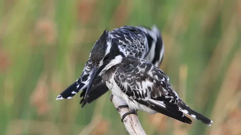 Three pied kingfishers interact on a perch Stock Footage 62217717