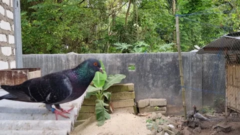 Three Pigeon Stock Footage 276223763
