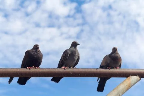 Three pigeon perch on a Rack with clear blue sky Stock Photos
