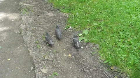 Three pigeons are walking down the street Stock Footage 201141316