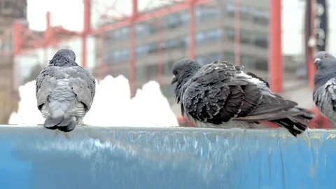 Three pigeons bathe in a city centre fountain. Stock Footage 100733360