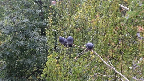Three pigeons on a birch branch. Stock Footage 96036383