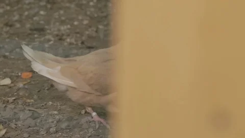 Three pigeons in a birdcage with bowl Stock Footage 82448799