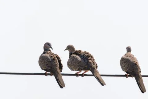Three pigeons on cables Foto stock
