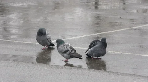 Three pigeons cleansing feathers on rain, birds bathing in puddle on downpour. Stock Footage 61115741