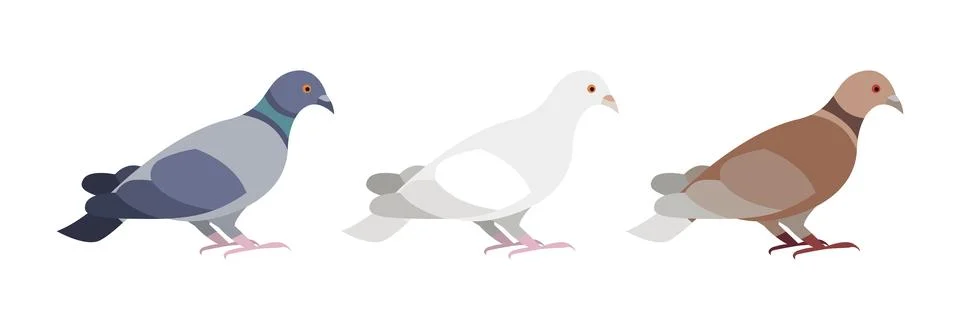 Three pigeons of different colors Stock Illustration