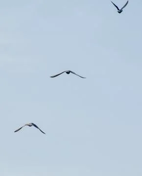 Three pigeons in flight Stock Photos