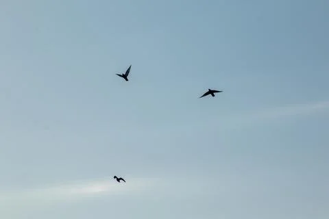 Three pigeons in flight in the sky Stock Photos
