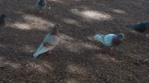 Three pigeons on the ground matting Stock Footage 243494080