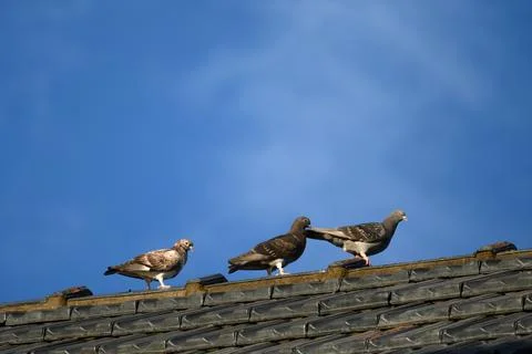 Three pigeons perch calmly on a weathered roof tile Stock Photos