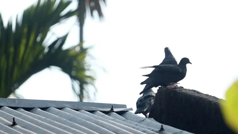 Three Pigeons Perched on Rooftop in Rural Environment Stock Footage 325418836