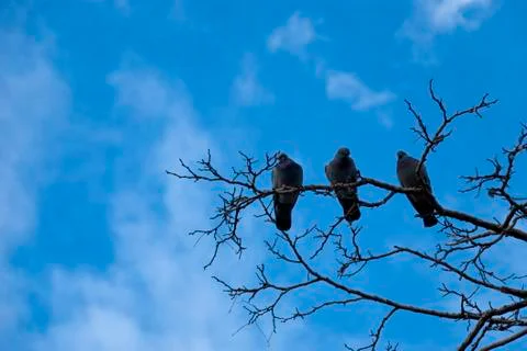 Three pigeons Stock Photos