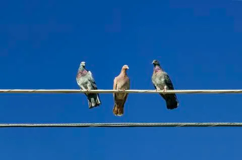 Three Pigeons Stock-Fotos