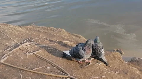 Three pigeons on a pond in early spring Stock Footage 128774079