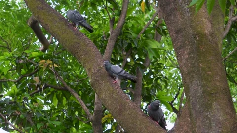 Three pigeons resting on tree branches in lush green foliage Stock Footage 333905524