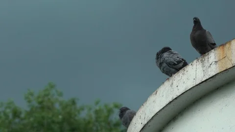 Three pigeons sitting on the old top of the church building in bad weather with Stock Footage 108854599