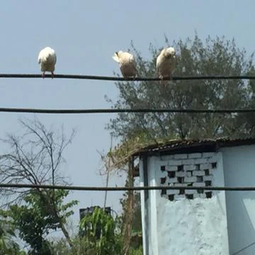 Three Pigeons sitting on a wire. - Image 스톡 사진