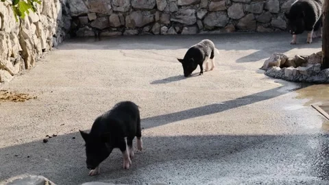 Three piglets exploring the ground inside a farm enclosure. Young pigs walking Stock Footage 327491579