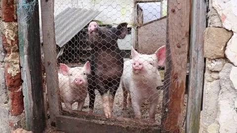The three piglets waiting for the food Stock Footage 269506966