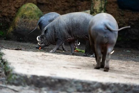 Three pigs boars are walking in a zoo enclosure Stock Photos