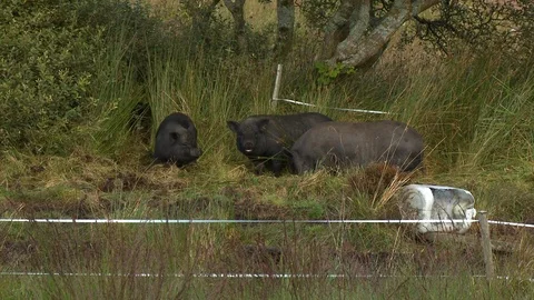 Three Pigs Eating Grass Stock Footage 119005370