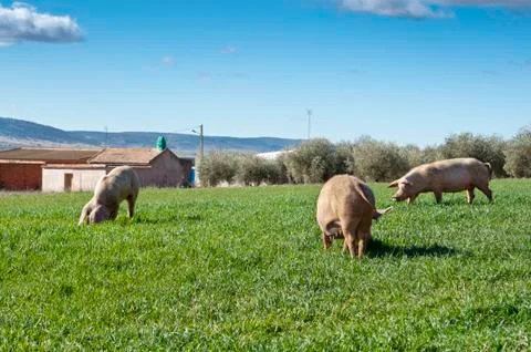 Three pigs grazing in the field Stock Photos