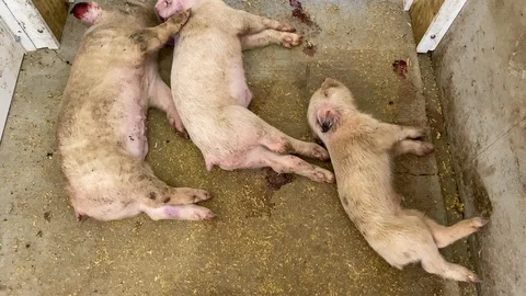 Three pigs lay on floor, dead from African Swine Flu disease contagion, Video stock 121153863