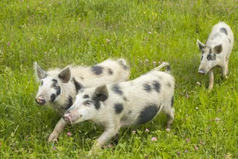 Three pigs in a meadow Stock Photos